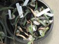 welwitschia m.jpg